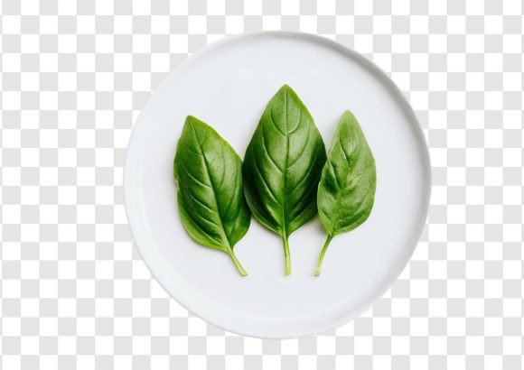 Download #1938 Fresh Green Basil Leaves in a White Plate Isolated - 1938 Collection